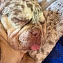 Haggerty joined the competition — help win amazing prizes! dog, sleeping, close_up, tongue_out, cozy, blanket, fur, pet, resting, cute, nap, animal, snout, ear, soft_texture, relaxed, indoor, comfort, face, puppy