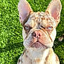 Haggerty is registered to the contest to win money with this photo: dog, french_bulldog, close_up, blue_eyes, serious_expression, spotted_coat, outdoor, green_grass, pet, canine, sunlight, portrait, animal, mammal, ears, whiskers, nose, face, daylight, nature