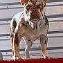 dog, french_bulldog, merle_coat, blue_eyes, standing, metal_step, industrial_background, ears_up, focused_gaze, pet, animal, canine, short_hair, paw, close_up, outdoor, alert, muscular, portrait, companion