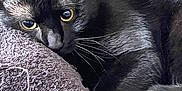 Sacha participe au concours pour gagner de l'argent avec cette photo : animal, black_cat, cat, close_up, comfort, cozy, cute, domestic_animal, eyes, feline, fur, indoor, laying, pet, portrait, relaxed, resting, soft_texture, towel, whiskers