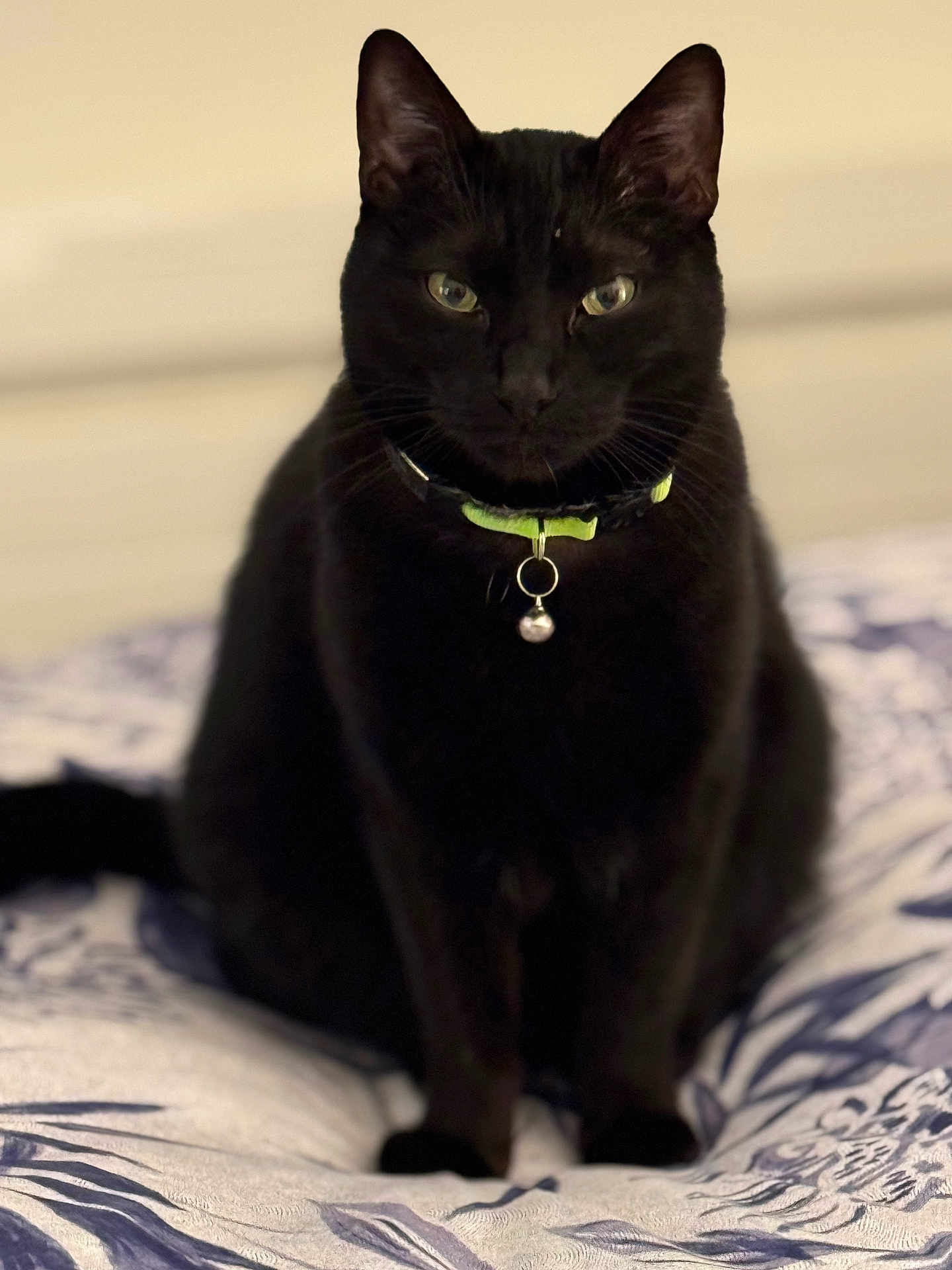 Sacha