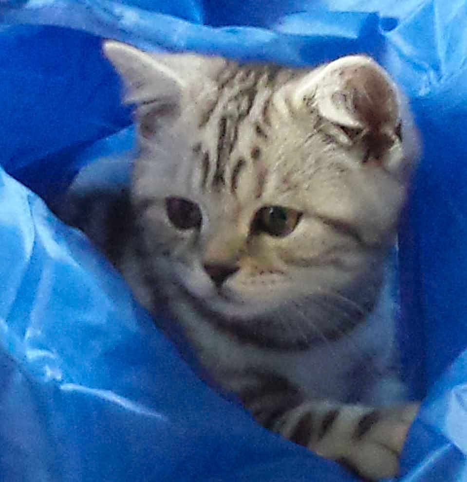 Milo joined the competition — help win amazing prizes!