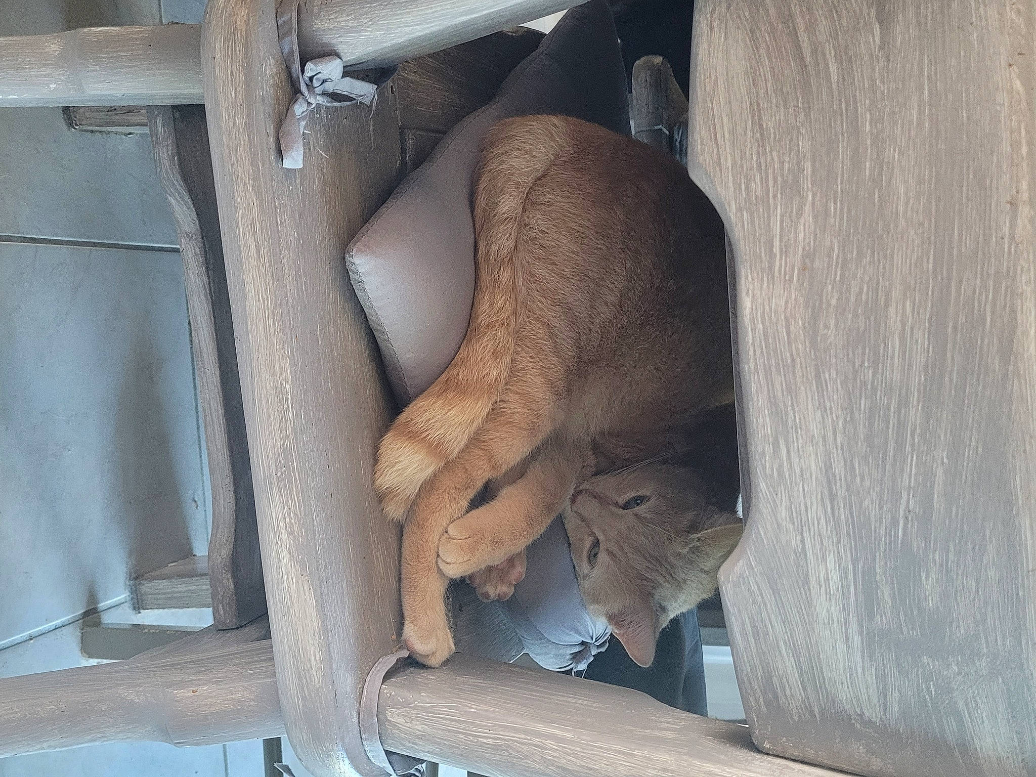 Flocon a rejoint le concours — aidez-le/la à gagner de superbes lots ! auto_part, automotive_wheel_system, comfort, door, elbow, eye, foot, human_leg, indian_elephant, knee, pipe, sitting, snout, terrestrial_animal, thigh, vehicle_door, wood, working_animal, wrinkle, wrist