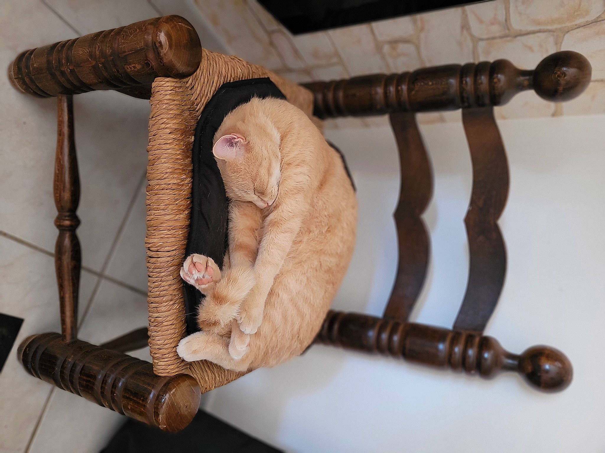 Flocon participe au concours pour gagner de l'argent avec cette photo : cat, comfort, fawn, felidae, foot, fur, metal, natural_material, tail, terrestrial_animal, toy, wood