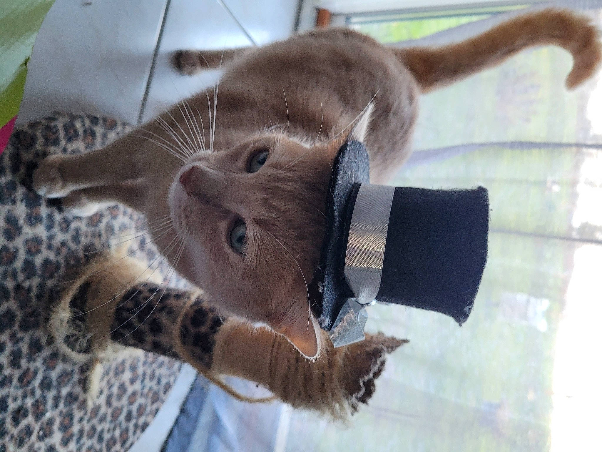 Flocon a rejoint le concours — aidez-le/la à gagner de superbes lots ! carnivore, cat, cat_supply, claw, collar, domestic_short_haired_cat, fawn, felidae, fur, liver, organism, paw, pet_supply, russian_blue, small_to_medium_sized_cats, snout, tail, terrestrial_animal, whiskers, working_animal