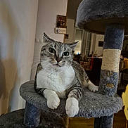 Gîtan a rejoint le concours — aidez-le/la à gagner de superbes lots ! abyssinian, animal, architecture, armchair, building, cat, chair, couch, cushion, face, furniture, hardwood, homedecor, indoors, kitten, livingroom, manx, pet, room, wood