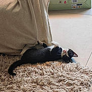 Brutus participe au concours pour gagner de l'argent avec cette photo : kitten, cat, black_and_white, lying_down, rug, blanket, indoor, floor, tile, toy_box, curious, playful, pet, animal, feline, cozy, texture, resting, looking_up, home