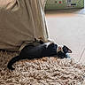 kitten, cat, black_and_white, lying_down, rug, blanket, indoor, floor, tile, toy_box, curious, playful, pet, animal, feline, cozy, texture, resting, looking_up, home