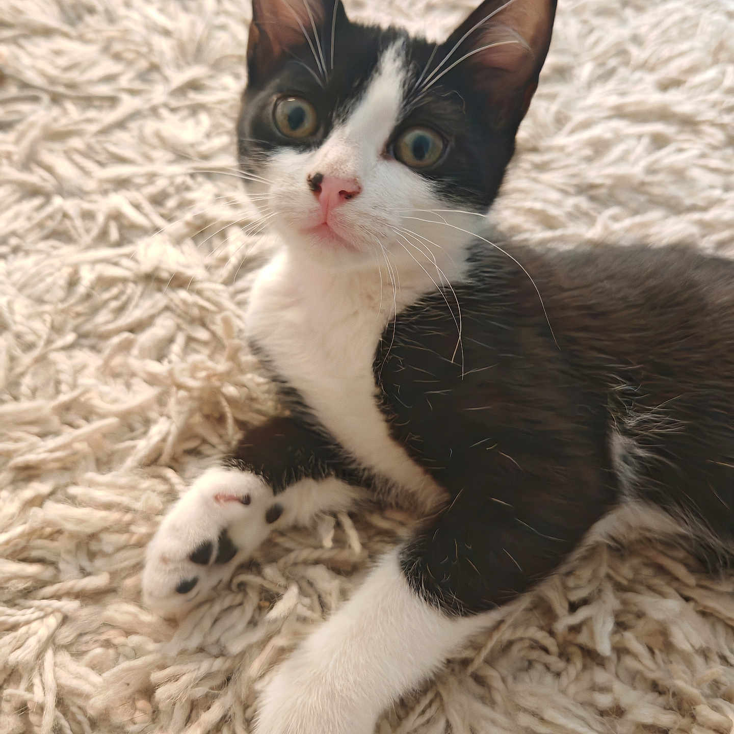 Brutus