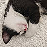 Brutus a rejoint le concours — aidez-le/la à gagner de superbes lots ! kitten, cat, sleeping, black_and_white, fur, paw, cute, cozy, blanket, pet, animal, resting, whiskers, pink_nose, closeup, soft, indoor, relaxed, feline, nap