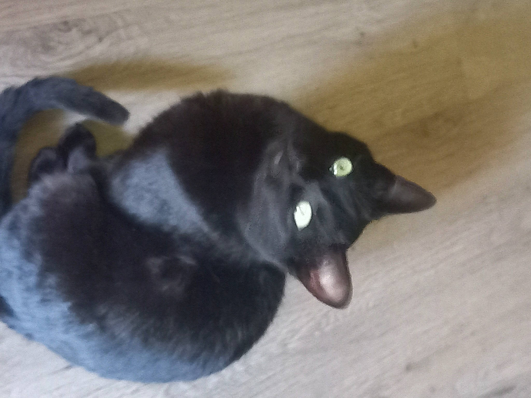 Alma a rejoint le concours — aidez-le/la à gagner de superbes lots ! black_cat, bombay, canidae, carnivore, cat, claw, comfort, dog_breed, domestic_short_haired_cat, felidae, flooring, fur, hardwood, small_to_medium_sized_cats, sporting_group, tail, terrestrial_animal, whiskers, wood, wood_stain