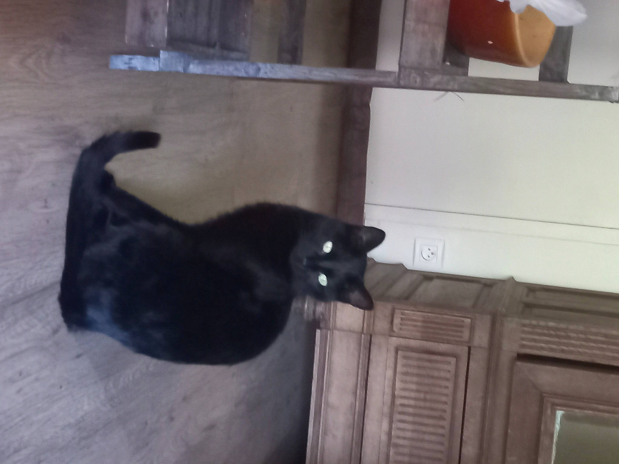 Alma a rejoint le concours — aidez-le/la à gagner de superbes lots ! black_cat, cabinetry, carnivore, cat, dog_breed, felidae, flooring, fur, hardwood, room, small_to_medium_sized_cats, sporting_group, tail, terrestrial_animal, whiskers, wood, wood_stain