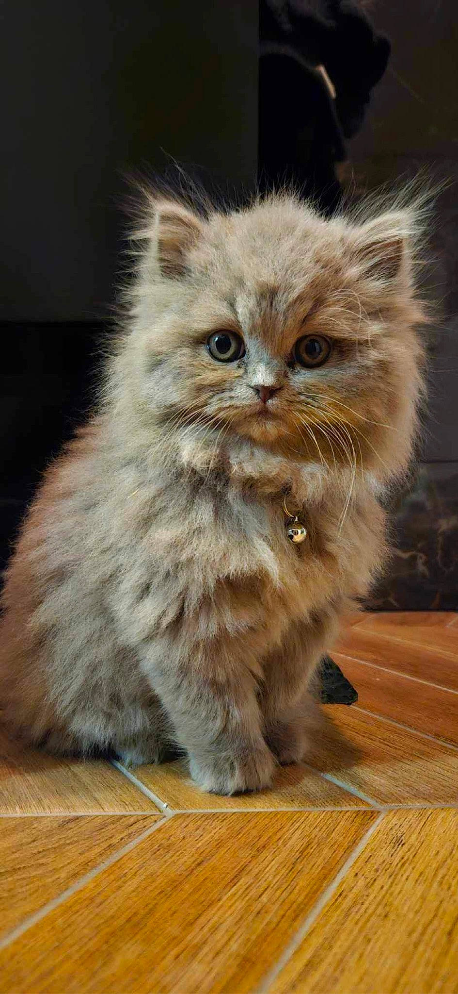 Ukko a rejoint le concours — aidez-le/la à gagner de superbes lots ! british_longhair, carnivore, cat, claw, fawn, felidae, flooring, fur, hardwood, paw, persian, plant, small_to_medium_sized_cats, snout, tail, terrestrial_animal, varnish, whiskers, window, wood