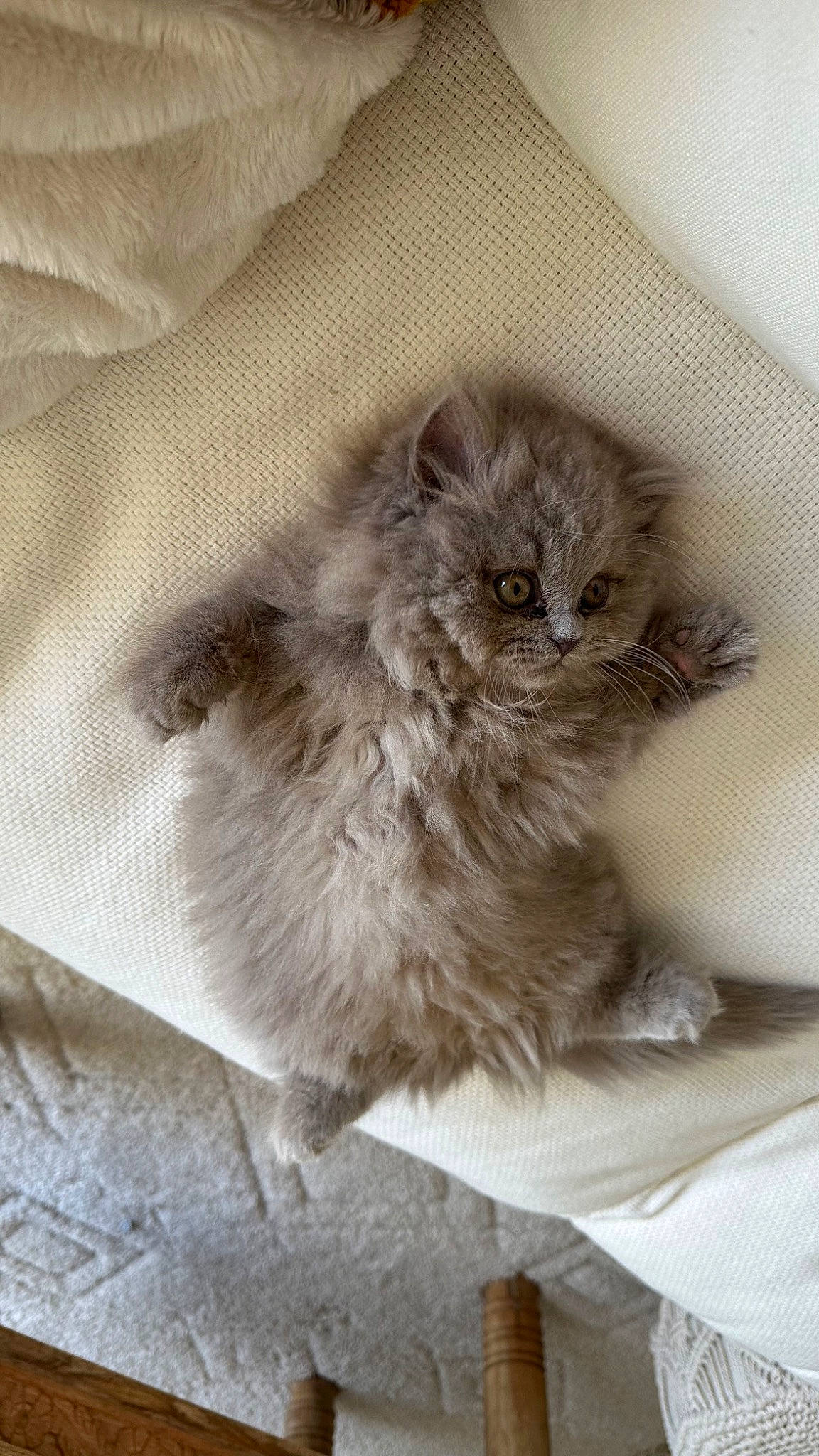 Ukko a rejoint le concours — aidez-le/la à gagner de superbes lots ! bird, british_longhair, carnivore, claw, fawn, felidae, fur, grey, paw, perching_bird, small_to_medium_sized_cats, tail, terrestrial_animal, whiskers