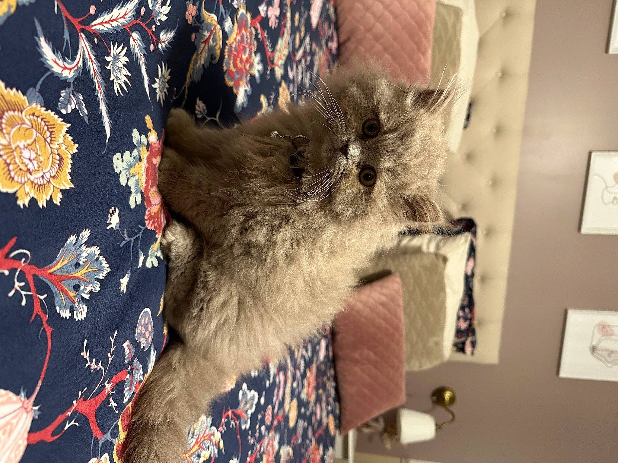 Ukko a rejoint le concours — aidez-le/la à gagner de superbes lots ! box, canidae, carnivore, cat, claw, domestic_short_haired_cat, fawn, felidae, fur, paw, picture_frame, russian_blue, small_to_medium_sized_cats, tail, whiskers