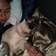 Mizu joined the competition — help win amazing prizes! animal, bed, blanket, cat, comfort, cozy, cuddling, dark, fur, hand, indoor, night, person, pet, pillow, relaxation, rest, siamese_cat, sleeping, soft