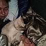 animal, bed, blanket, cat, comfort, cozy, cuddling, dark, fur, hand, indoor, night, person, pet, pillow, relaxation, rest, siamese_cat, sleeping, soft