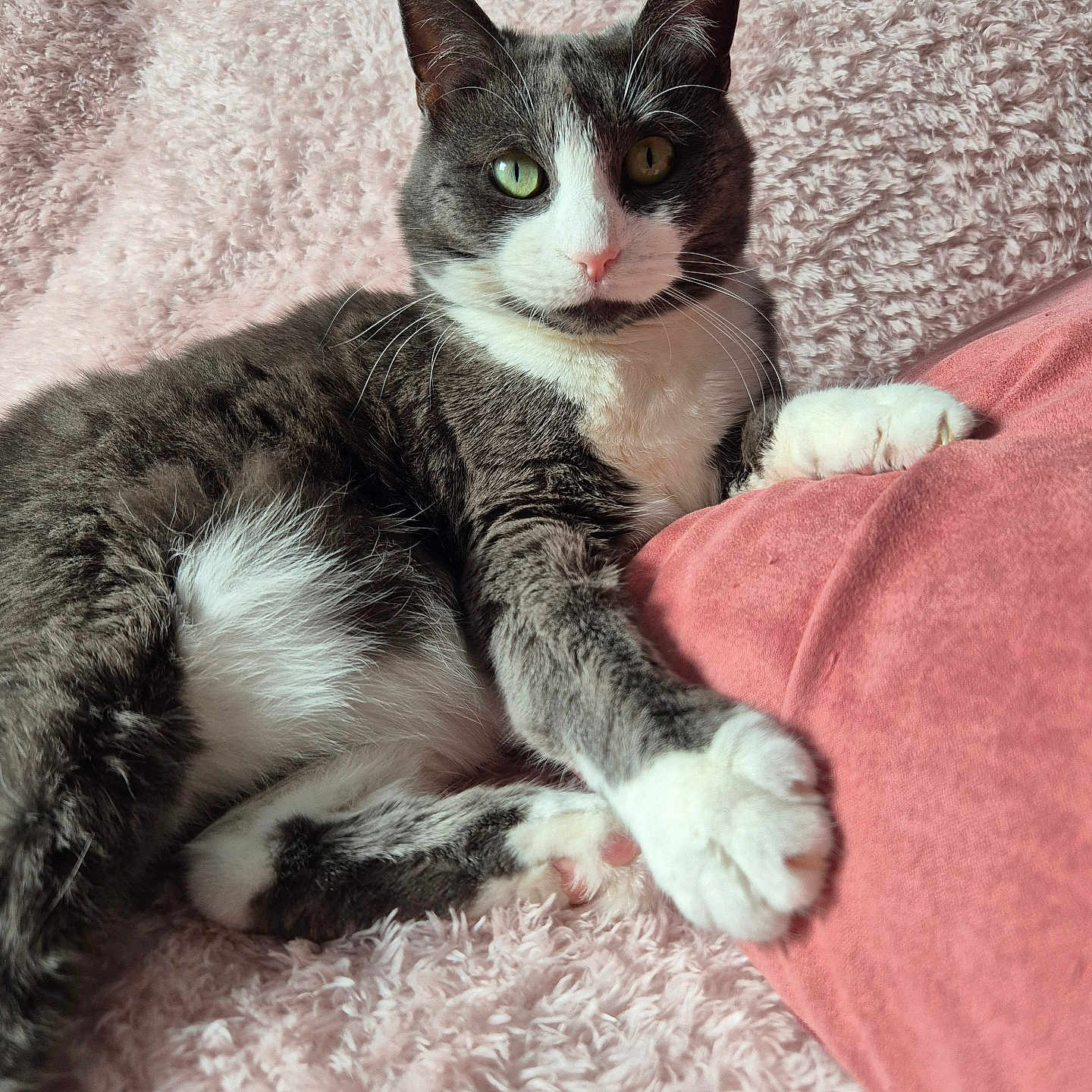 Mimi