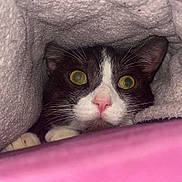 Flint is registered to the contest to win money with this photo: animal, blanket, cat, closeup, cozy, curious, cute, face, fur, hidden, indoor, peeking, pet, pink_nose, resting, snug, soft_texture, tuxedo_cat, whiskers, yellow_eyes