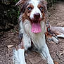 Taho participe au concours pour gagner de l'argent avec cette photo : dog, animal, outdoor, forest, path, dirt, nature, pet, canine, tongue_out, blue_eyes, fur, happy, resting, leash, hiking, trees, rocks, moss, daylight