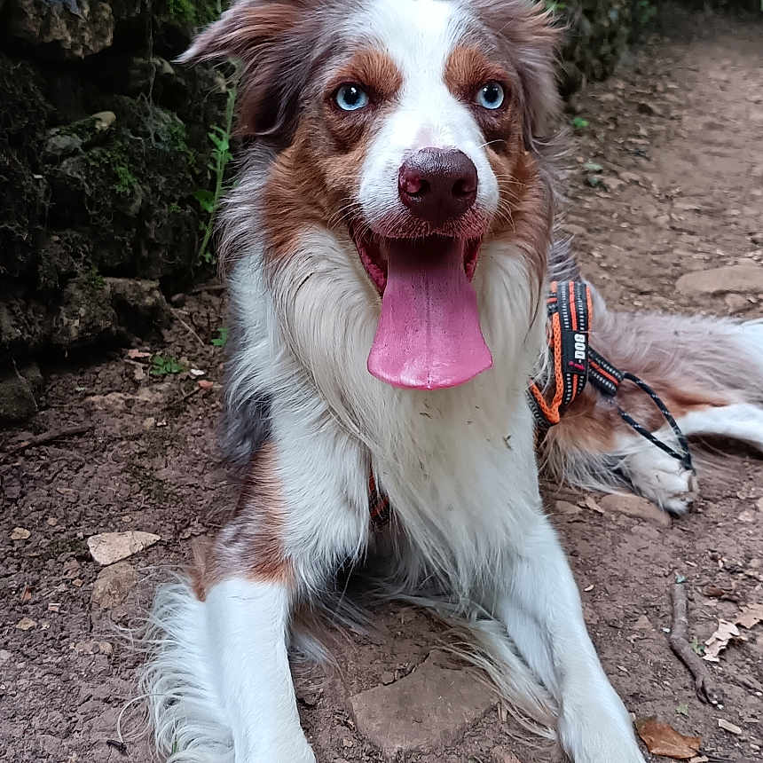 Taho participe au concours pour gagner de l'argent avec cette photo : animal, blue_eyes, canine, daylight, dirt, dog, forest, fur, happy, hiking, leash, moss, nature, outdoor, path, pet, resting, rocks, tongue_out, trees