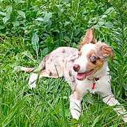 Taho a rejoint le concours — aidez-le/la à gagner de superbes lots ! dog, puppy, grass, greenery, outdoor, nature, animal, pet, blue_eyes, spotted_coat, happy, playful, collar, tongue_out, summer, sunlight, laying_down, muzzle, ears, vegetation