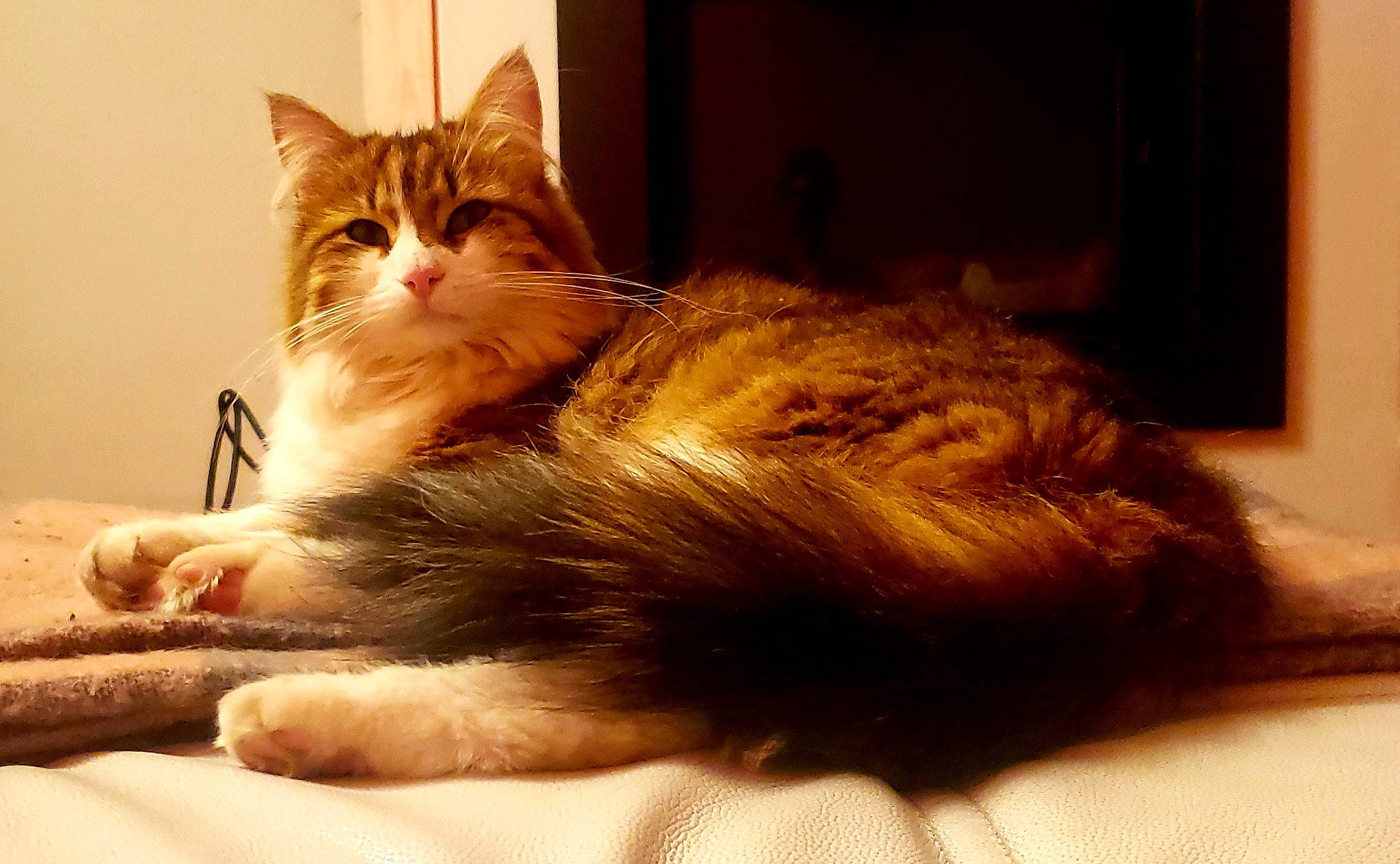 Piana a rejoint le concours — aidez-le/la à gagner de superbes lots ! carnivore, cat, claw, comfort, domestic_short_haired_cat, ear, fawn, felidae, flooring, foot, fur, human_leg, paw, sitting, small_to_medium_sized_cats, snout, tail, whiskers, window, wood