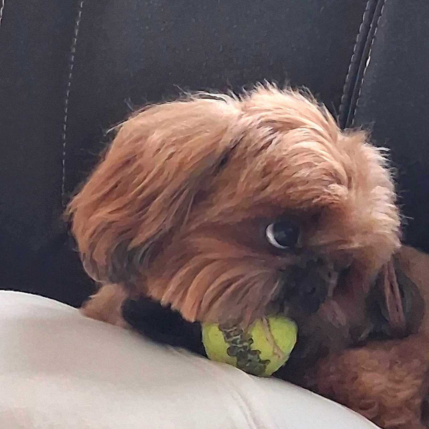 Milo
