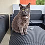 cat, grey_cat, yellow_eyes, pet, feline, sitting, table, outdoor, furniture, woven_furniture, balcony, porch, plant, brick_wall, relaxed, domestic_animal, closeup, texture, natural_light, quiet