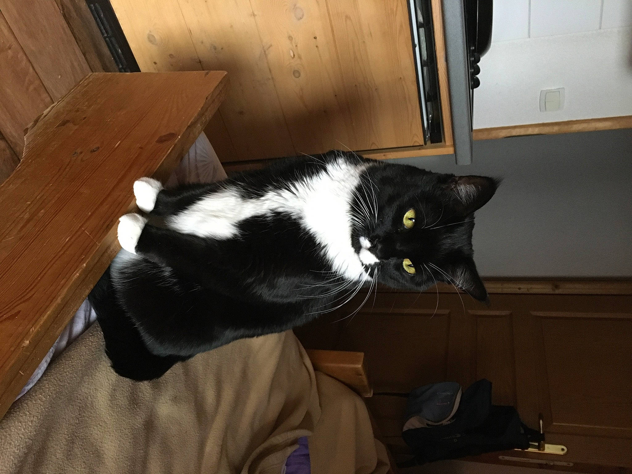 Jelly a rejoint le concours — aidez-le/la à gagner de superbes lots ! black_cat, carnivore, cat, domestic_short_haired_cat, ear, european_shorthair, felidae, fur, polydactyl_cat, small_to_medium_sized_cats, tail, whiskers