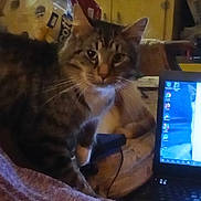 Mo Mo is registered to the contest to win money with this photo: cat, tabby_cat, laptop, indoor, furniture, chair, computer, pet, animal, domestic_animal, whiskers, ears, eyes, face, table, technology, screen, household, couch, blur