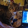 cat, tabby_cat, laptop, indoor, furniture, chair, computer, pet, animal, domestic_animal, whiskers, ears, eyes, face, table, technology, screen, household, couch, blur