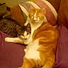 Bandit joined the competition — help win amazing prizes! cat, cats, orange_cat, tabby_cat, couch, blanket, furniture, indoor, pet, animal, relaxing, snuggling, fur, mammal, domestic_animal, two_animals, resting, cozy, sleepy, purple_blanket