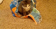 Bandit joined the competition — help win amazing prizes! kitten, cat, plastic_pack, water_bottles, carpet, indoor, pet, feline, curious, trash_bin, container, brown, white, striped, small_animal, floor, household, sitting, blurry, domestic