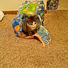 blurry, brown, carpet, cat, container, curious, domestic, feline, floor, household, indoor, kitten, pet, plastic_pack, sitting, small_animal, striped, trash_bin, water_bottles, white