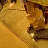 Bandit joined the competition — help win amazing prizes! cat, tabby_cat, carpet, paper_bag, cheez_it_boxes, foot, barefoot, furniture_leg, table, indoor, floor, curious, pet, household, living_room, blurred, cozy, brown, orange, domestic