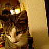 beverage_can, blurred_background, cat, closeup, counter, curious, domestic_animal, feline, furniture, headband, household, human, indoor, kitchen, person, pet, tabby, table, wall, yellow_lighting