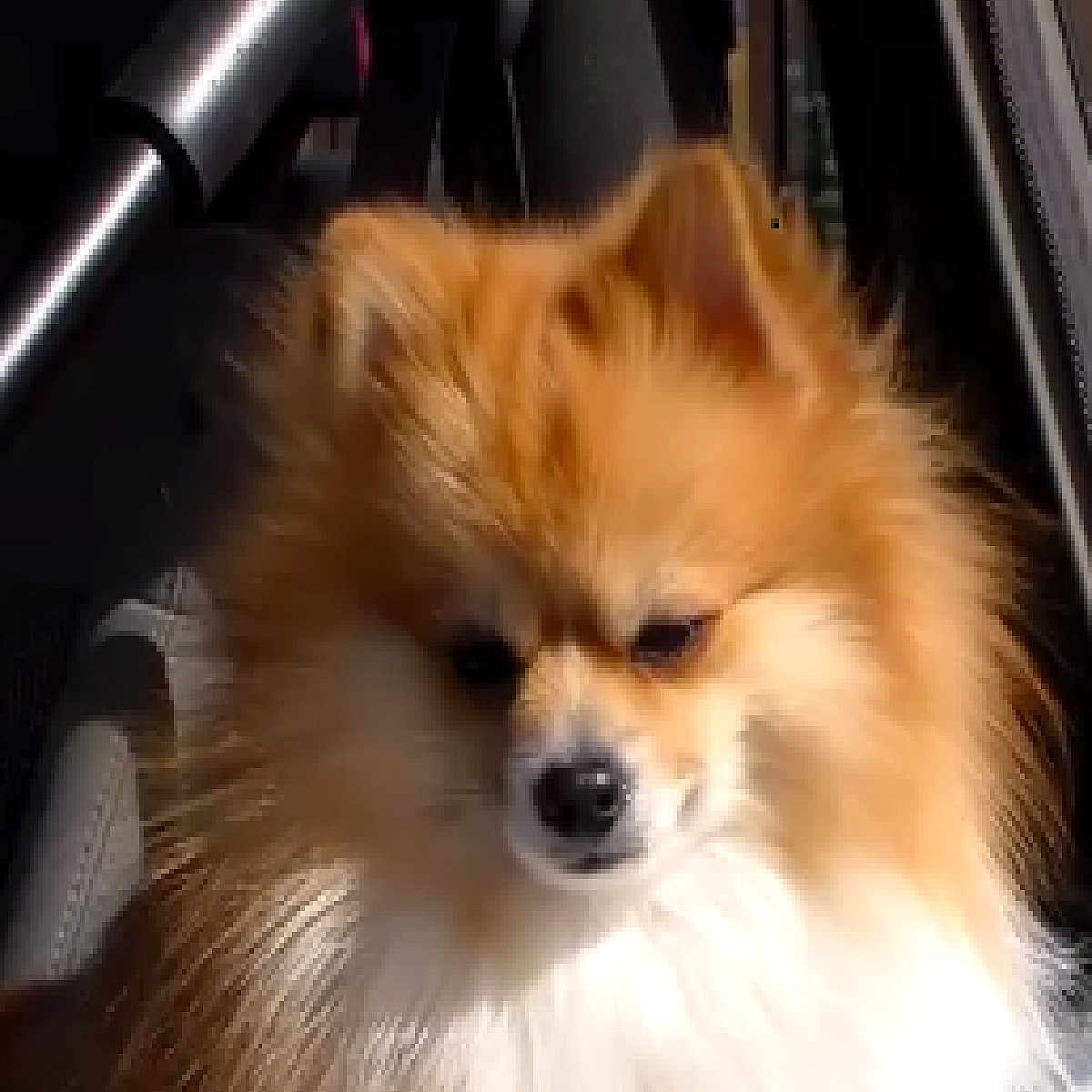 Aslain is registered to the contest to win money with this photo: dog, pomeranian, fluffy, pet, animal, car_seat, sunlight, fur, cute, portrait, indoor, small_dog, canine, face, ears, nose, whiskers, seatbelt, closeup, companion