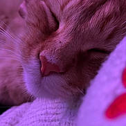 Garfield joined the competition — help win amazing prizes! cat, sleeping, close_up, ginger_cat, whiskers, nose, fur, cozy, blanket, knitted, soft_lighting, purple_tone, pet, resting, indoor, cute, animal, peaceful, relaxation, feline