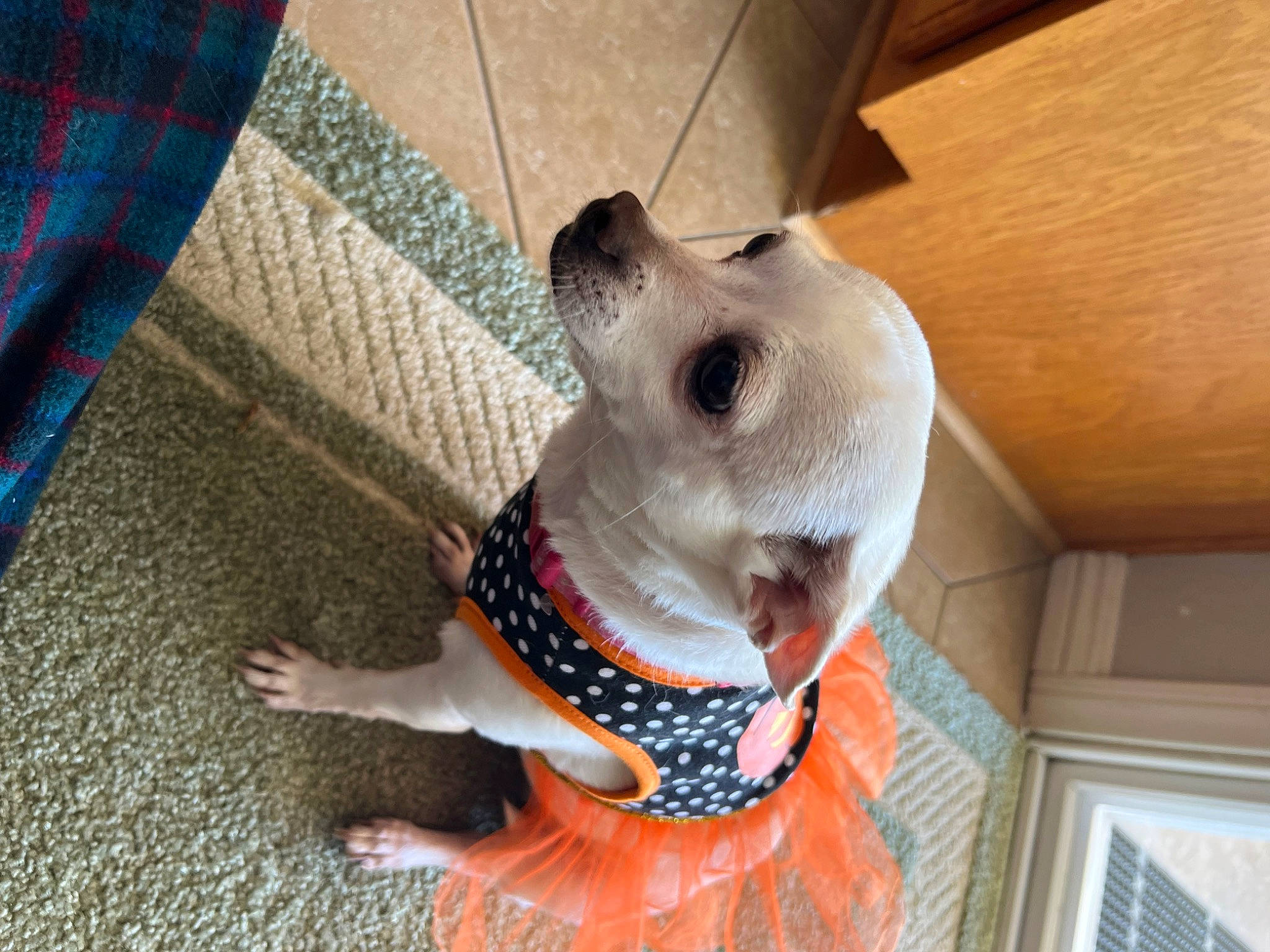 Bonita is registered to the contest to win money with this photo: carnivore, collar, companion_dog, dog, dog_breed, dog_clothes, dog_supply, fawn, felidae, pet_supply, small_to_medium_sized_cats, snout, stuffed_toy, tail, terrestrial_animal, toy, toy_dog, whiskers, wood, working_animal