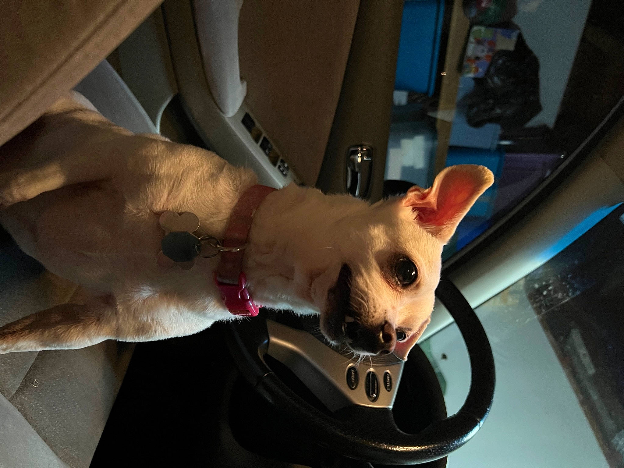 Bonita joined the competition — help win amazing prizes! canidae, carnivore, collar, companion_dog, dog, dog_breed, dog_collar, dog_supply, ear, eyewear, fawn, felidae, fur, snout, sporting_group, sunglasses, tail, toy_dog, whiskers, working_animal