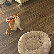 Garfield joined the competition — help win amazing prizes! cat, kitten, orange_and_white, pet, animal, sitting, face, eyes, ears, whiskers, tail, food_bowl, cat_food, kibble, pet_bed, donut_bed, wooden_floor, living_room, sofa, indoor