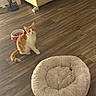 cat, kitten, orange_and_white, pet, animal, sitting, face, eyes, ears, whiskers, tail, food_bowl, cat_food, kibble, pet_bed, donut_bed, wooden_floor, living_room, sofa, indoor