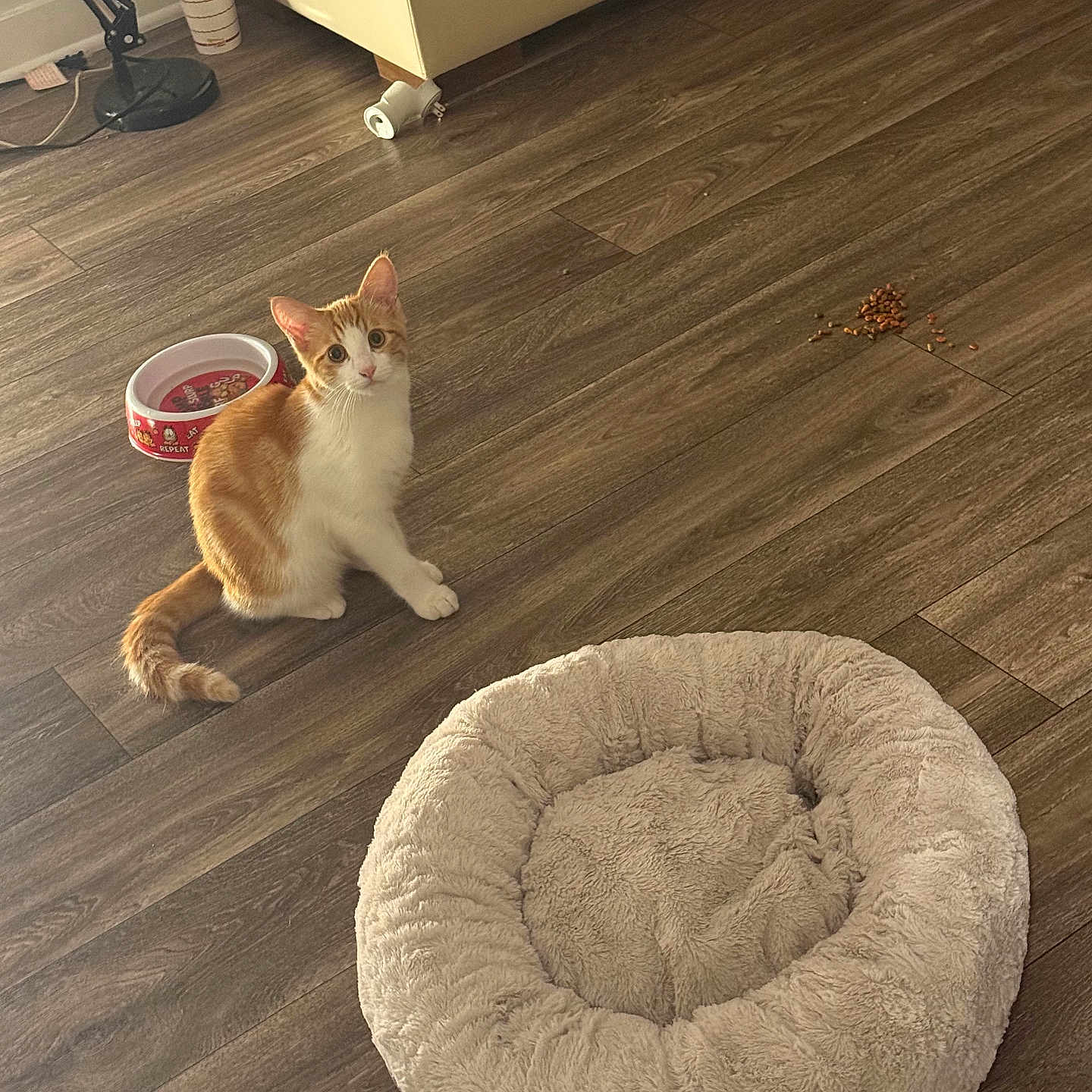 Garfield