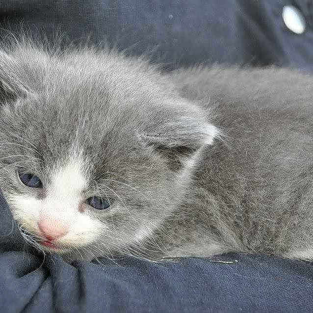 Kiki