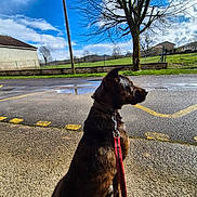 Uthred participe au concours pour gagner de l'argent avec cette photo : bare_tree, building, clouds, daytime, dog, fence, grass, leash, nature, outdoor, pavement, quiet, reflection, road, shadow, sky, suburban, sunny, tree, yellow_markings