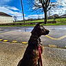 bare_tree, building, clouds, daytime, dog, fence, grass, leash, nature, outdoor, pavement, quiet, reflection, road, shadow, sky, suburban, sunny, tree, yellow_markings
