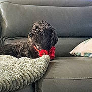 Kylie joined the competition — help win amazing prizes! dog, black_dog, flower_collar, blanket, leather_couch, couch, living_room, furniture, pet, domestic_animal, indoor, cozy, relaxing, curious, side_view, home_interior, decor, pillow, seating, animal