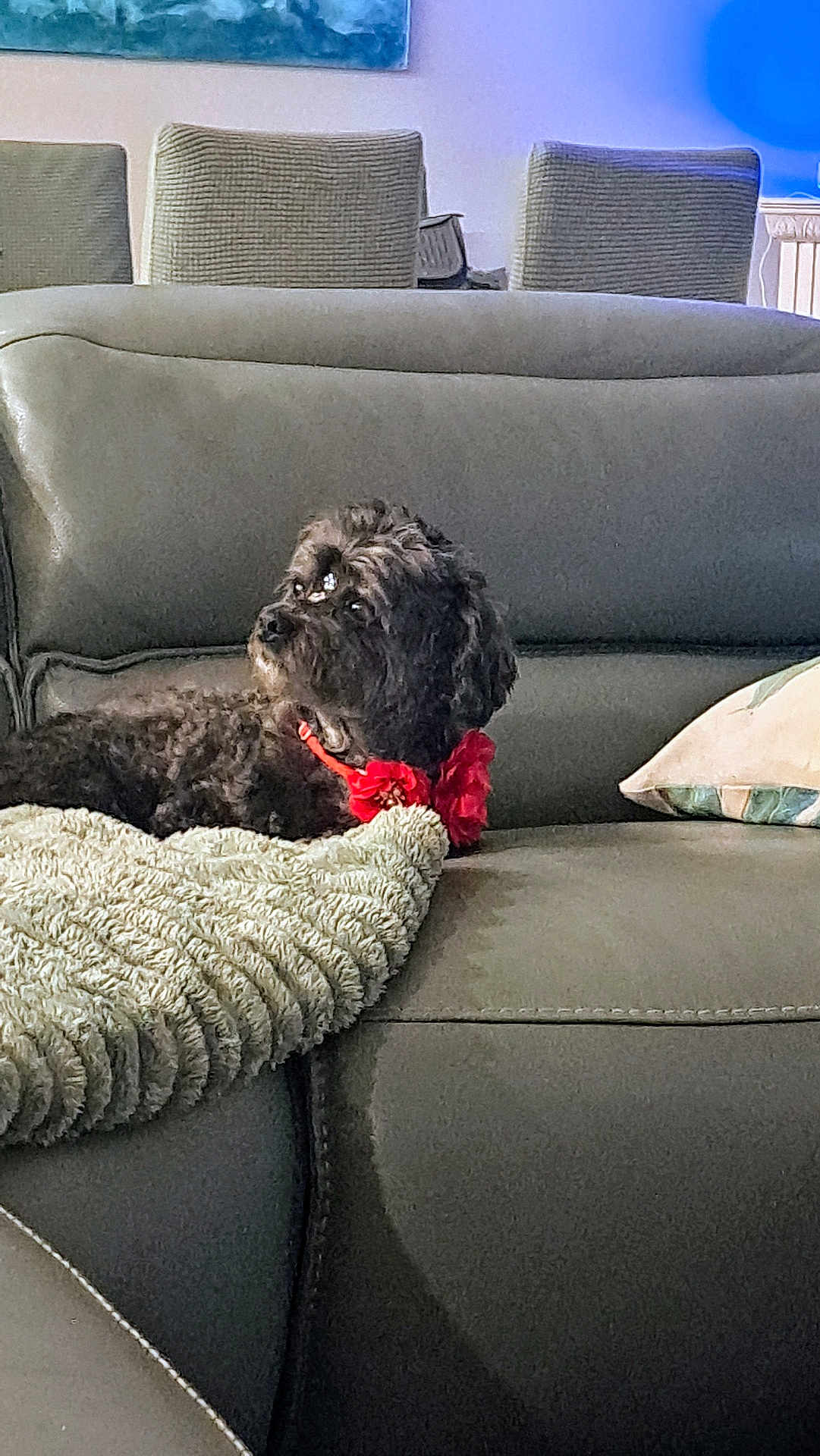 Kylie joined the competition — help win amazing prizes! dog, black_dog, flower_collar, blanket, leather_couch, couch, living_room, furniture, pet, domestic_animal, indoor, cozy, relaxing, curious, side_view, home_interior, decor, pillow, seating, animal