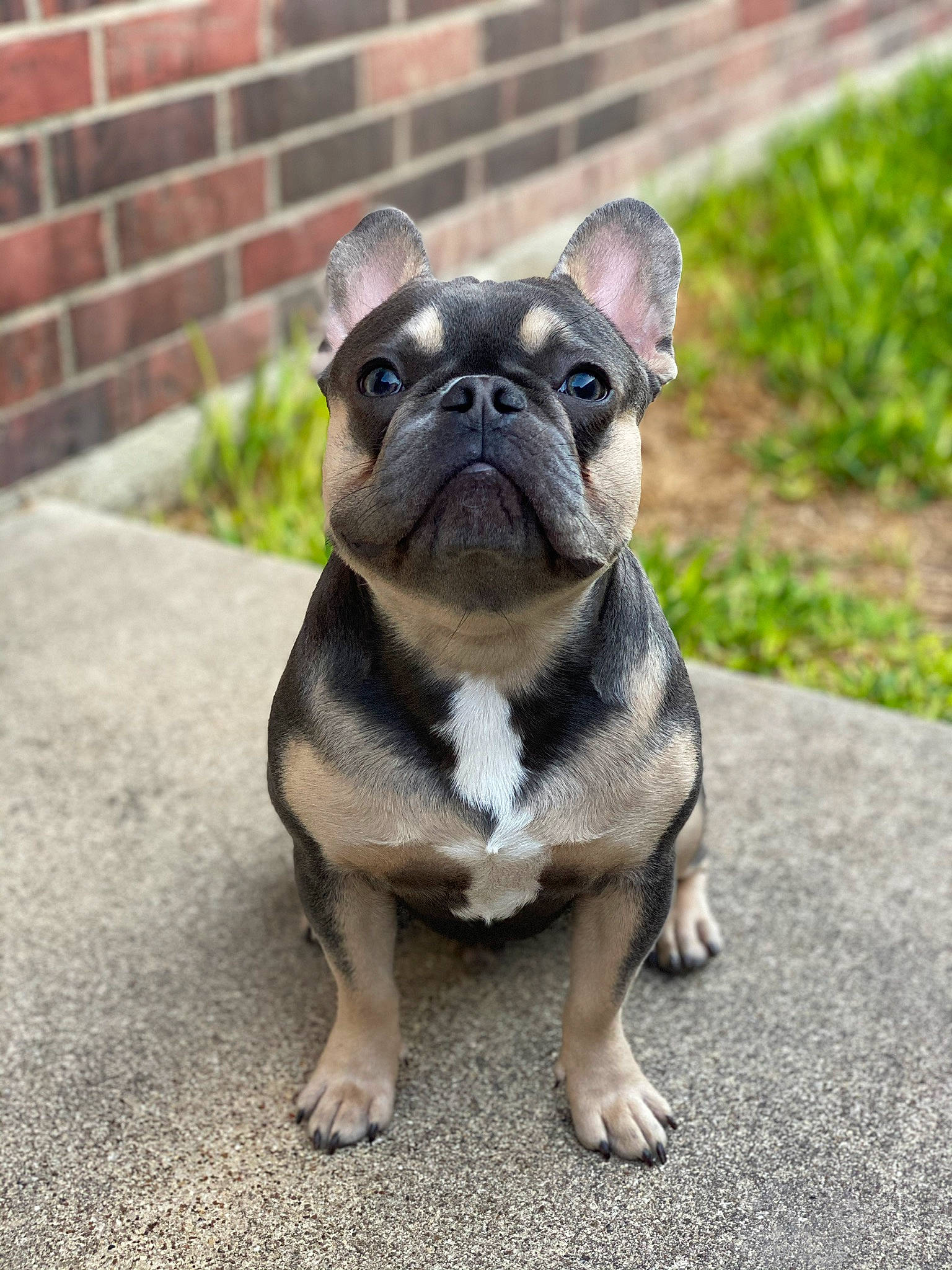 Benson is registered to the contest to win money with this photo: art, bulldog, canidae, carnivore, companion_dog, dog, dog_breed, fawn, french_bulldog, grass, pug, sculpture, snout, sporting_group, terrestrial_animal, toy, toy_dog, whiskers, working_animal, wrinkle